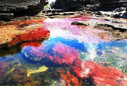 Caño Cristales wajahat22-2-2013 (